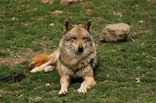 Free A wild wolf resting on grassy terrain in a nature park during the day. Stock Photo