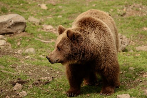 Free A brown bear standing in a grassy wilderness, showcasing its natural environment. Stock Photo