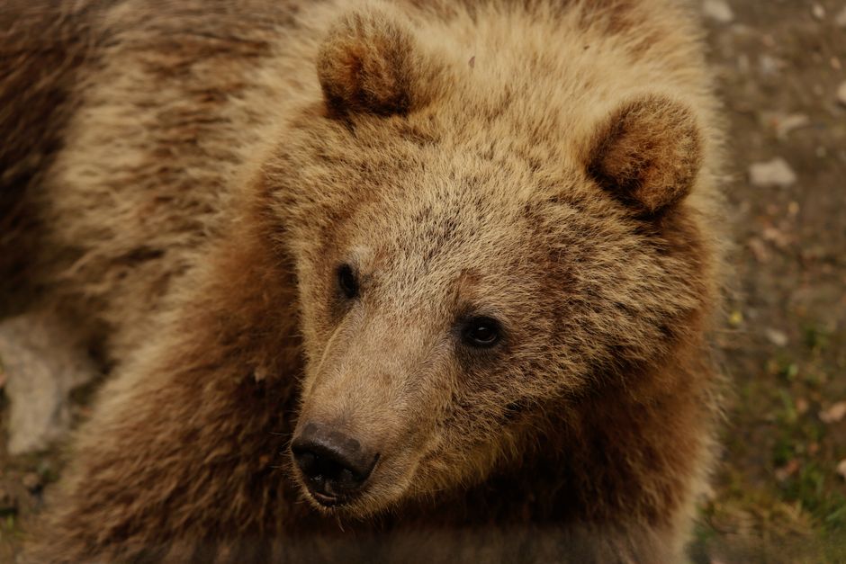 bear forest hiking safety