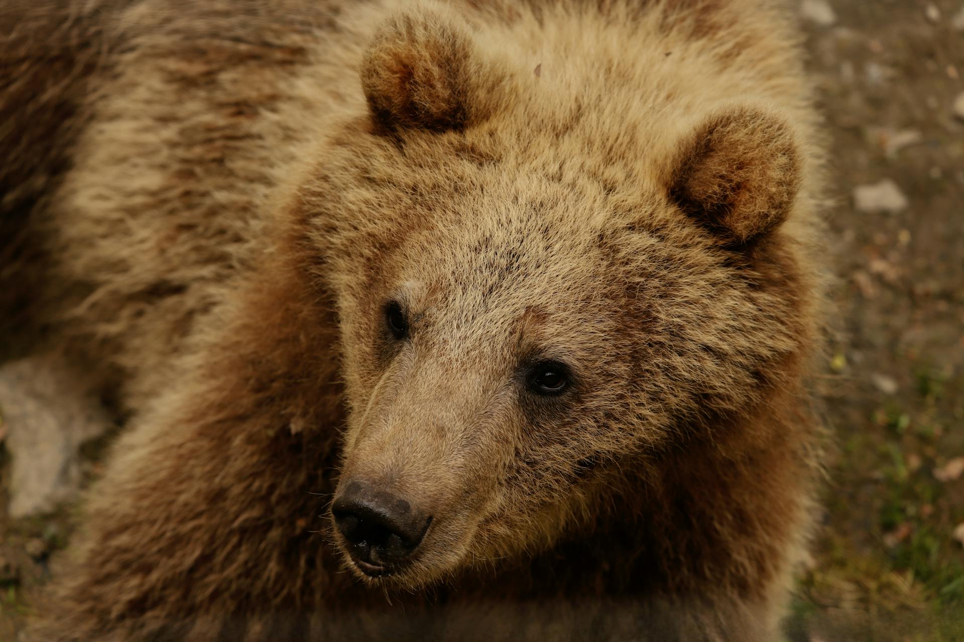 A detailed close-up of a young brown bear in a natural habitat setting.