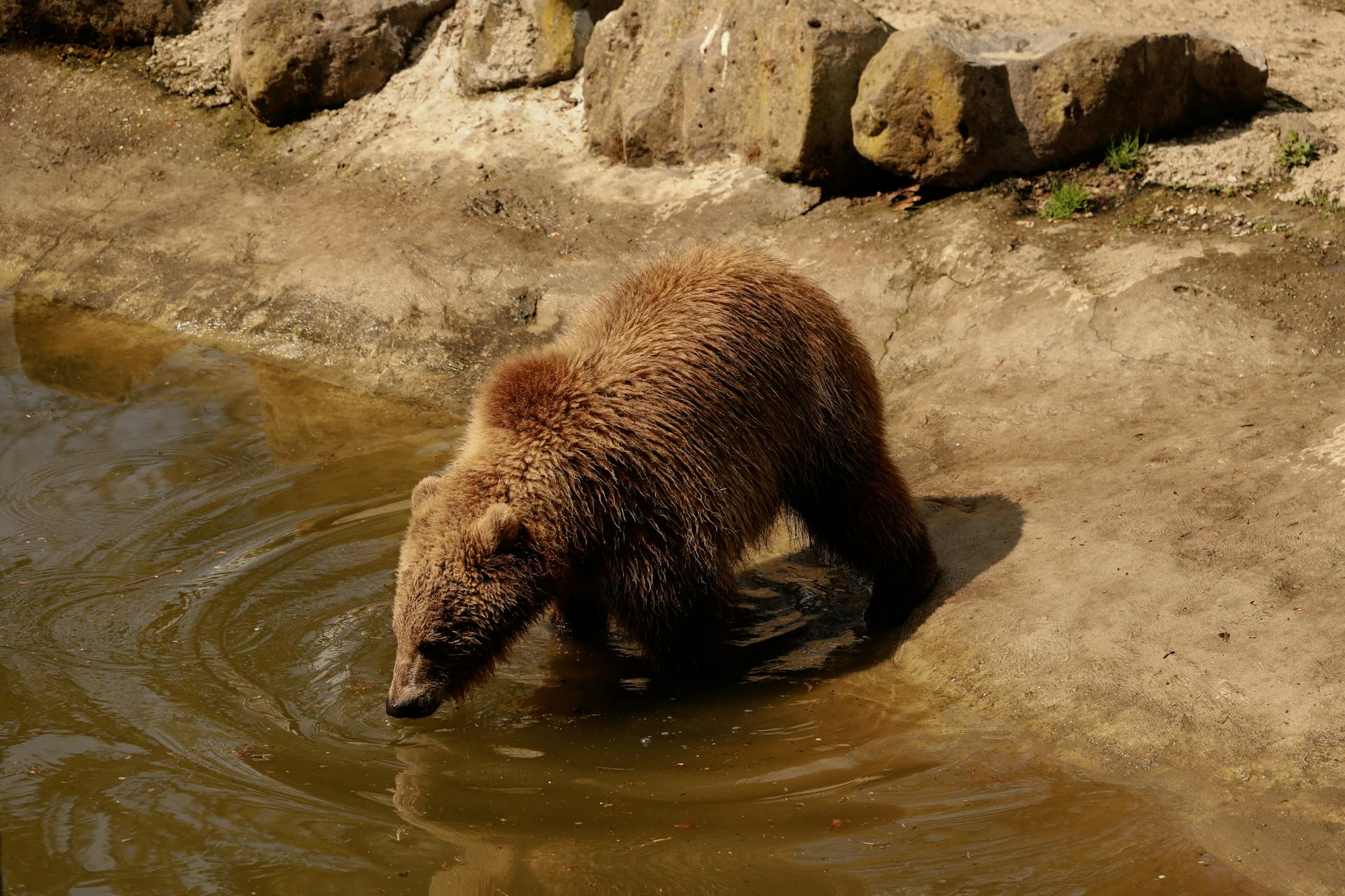 A young brown bear drinking from a pond in a natural outdoor setting.