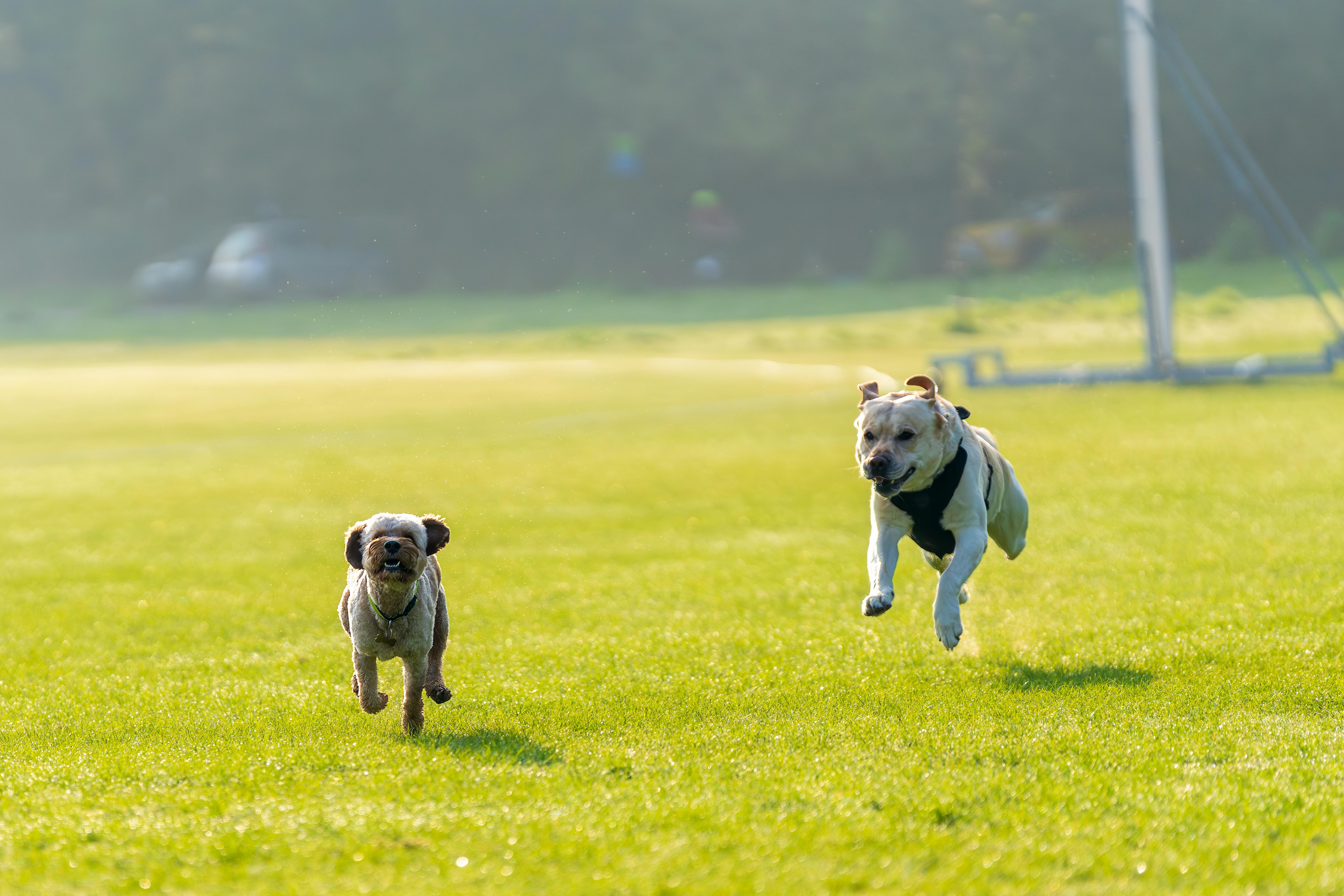 Dicas para um Verão Saudável e Feliz com os seus Animais de Companhia