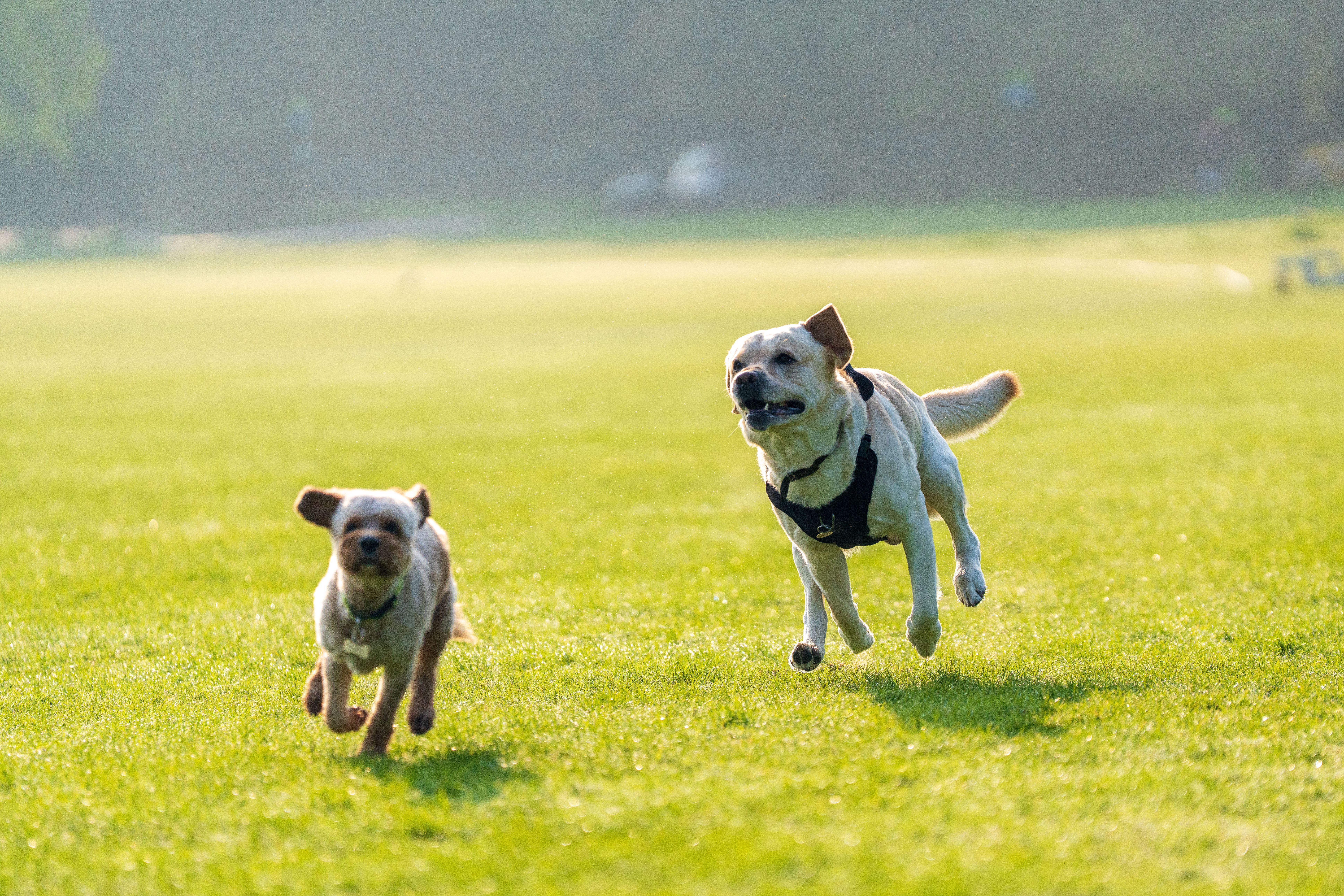 Raw Dog Food  Summer Energy: Zeal's  Picks  Active Pets in  Zeal Pet Food
