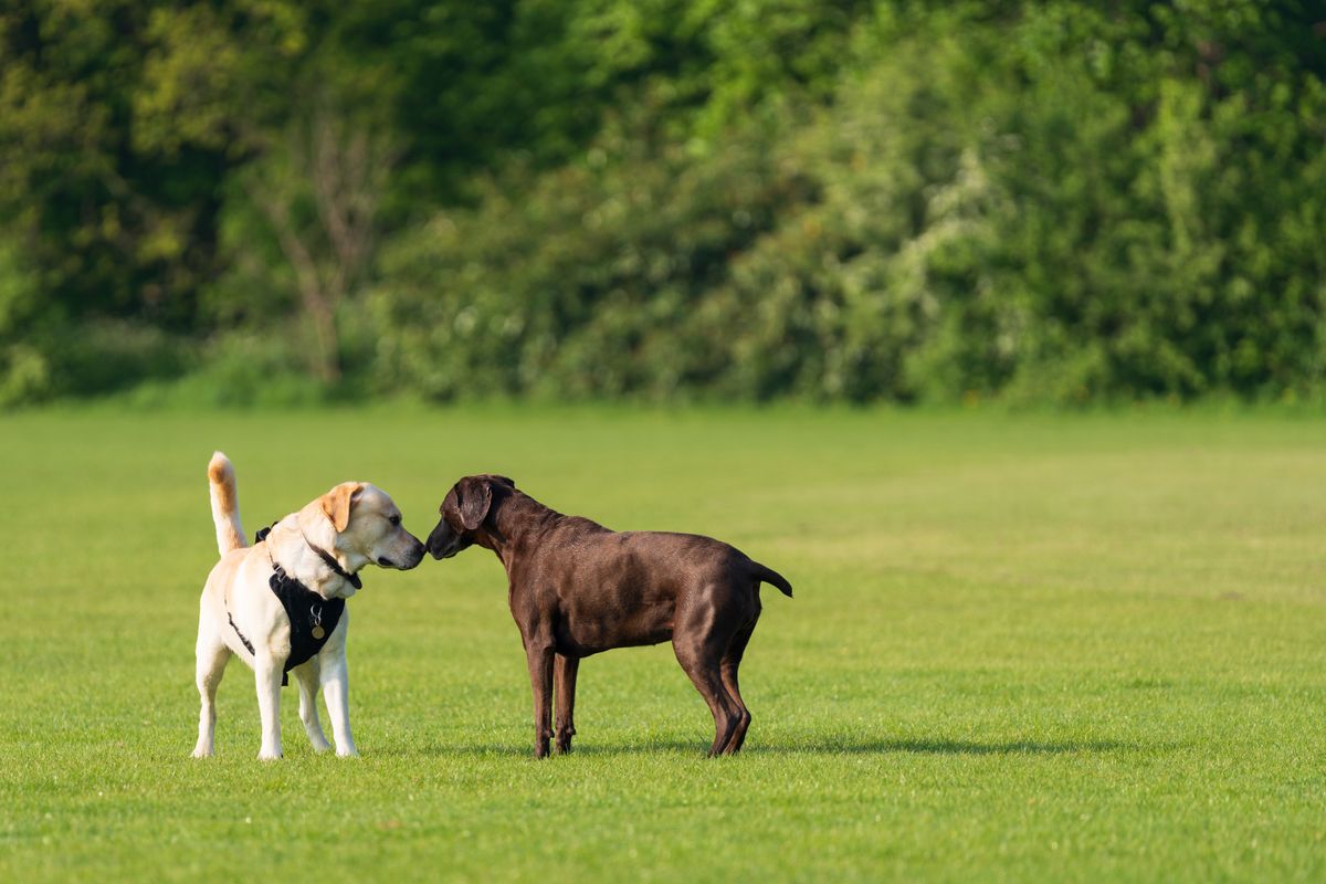 Two labradors greet each other on a sunny path, easy and energetic at the end of the day.