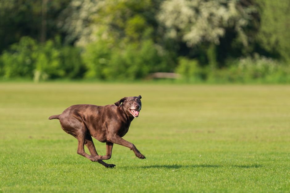 dog daycare the woodlands - A chocolate Labrador Retriever joyfully runs across a lush green field, showcasing energy and happiness.