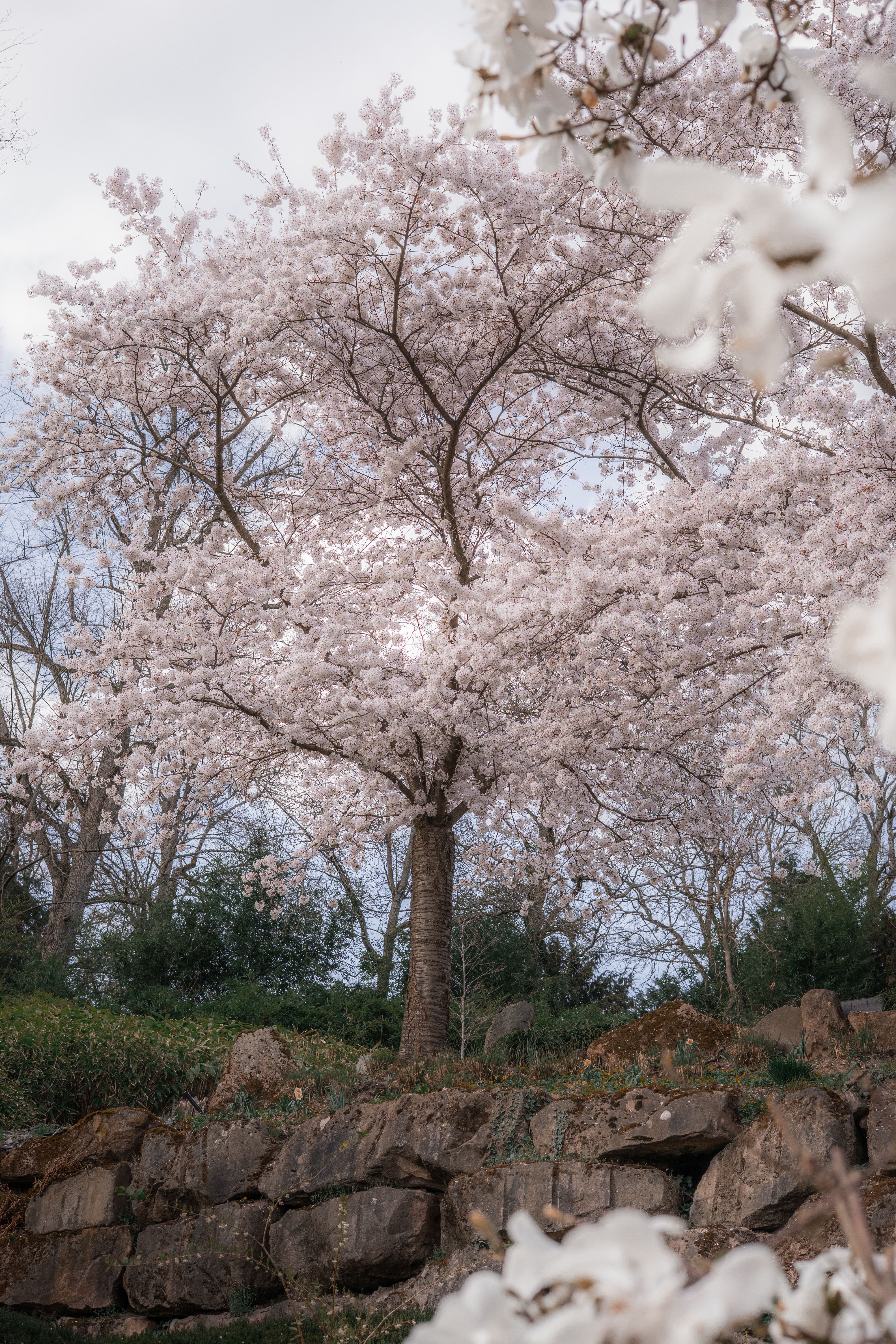 Blooming Cherry Blossom in Springtime Park · Free Stock Photo
