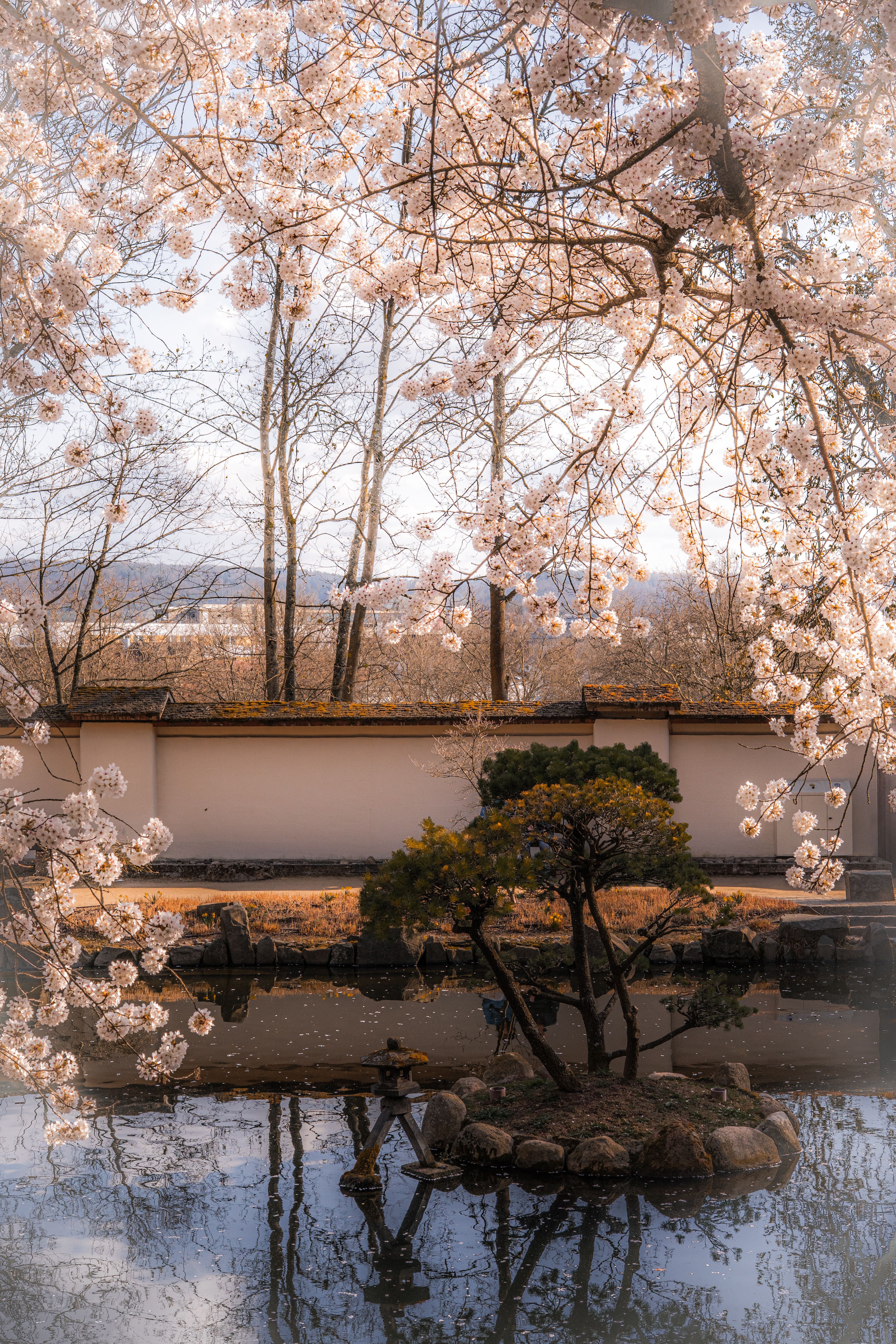 Serene Japanese Garden with Cherry Blossoms · Free Stock Photo