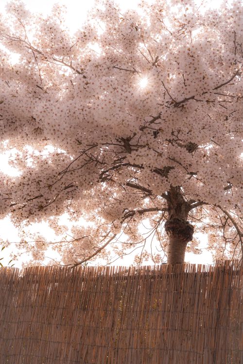 Free Stunning cherry blossom tree in full bloom behind a bamboo fence during spring. Stock Photo