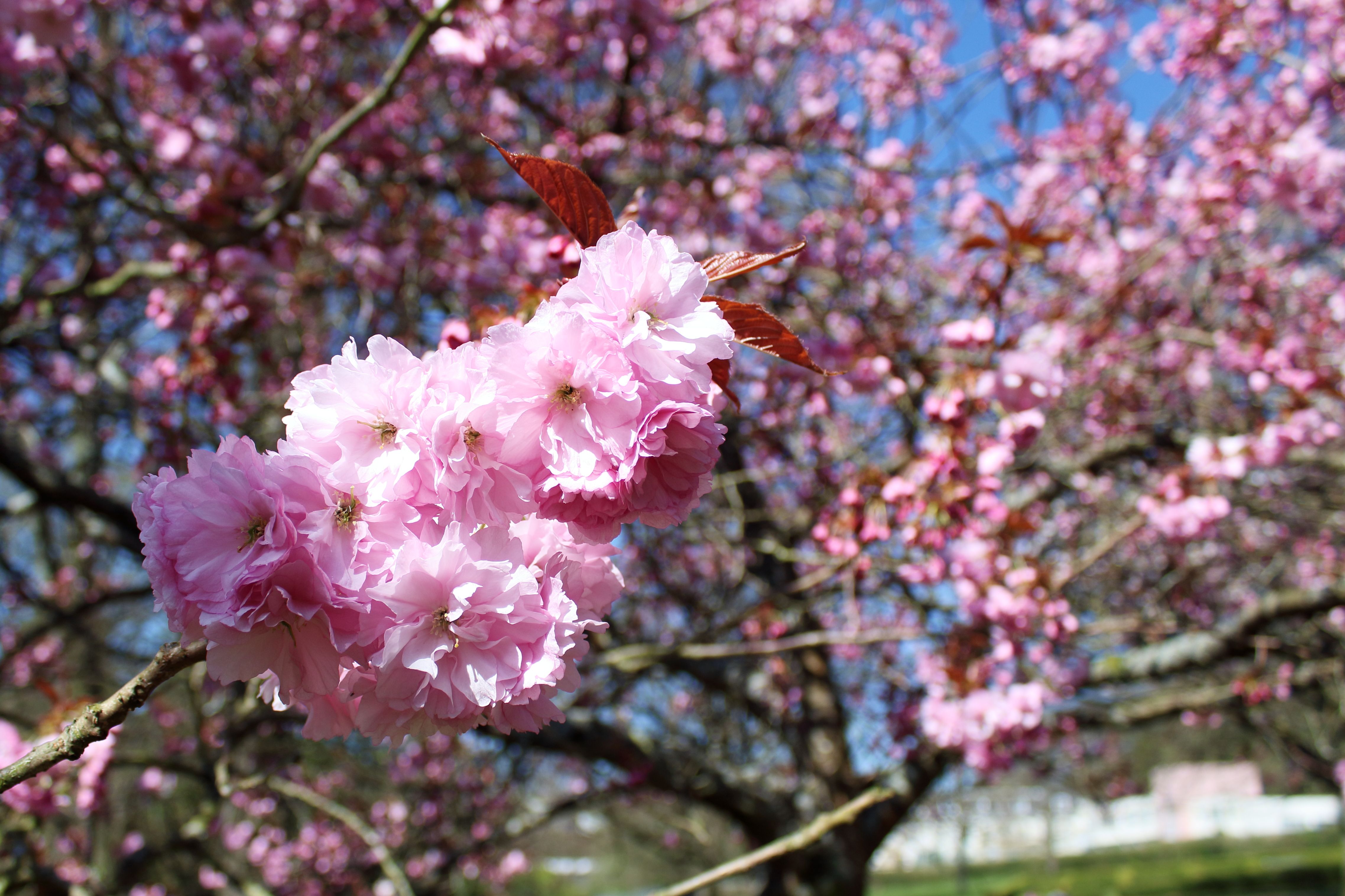 Close-up of vibrant pink cherry blossoms under a clear blue sky in Pontypool, Wales.