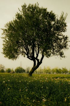 A solitary tree stands tall in a vibrant green park, under the warm sun.