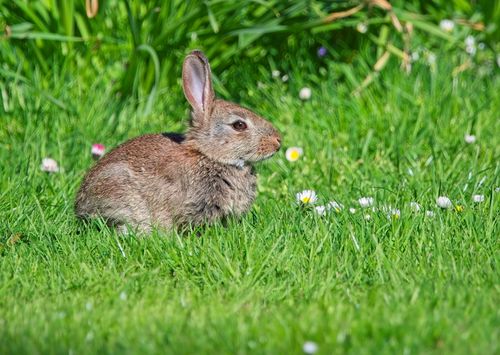 Free Adorable rabbit in lush green grass in Salzgitter, Lower Saxony, Germany. Stock Photo