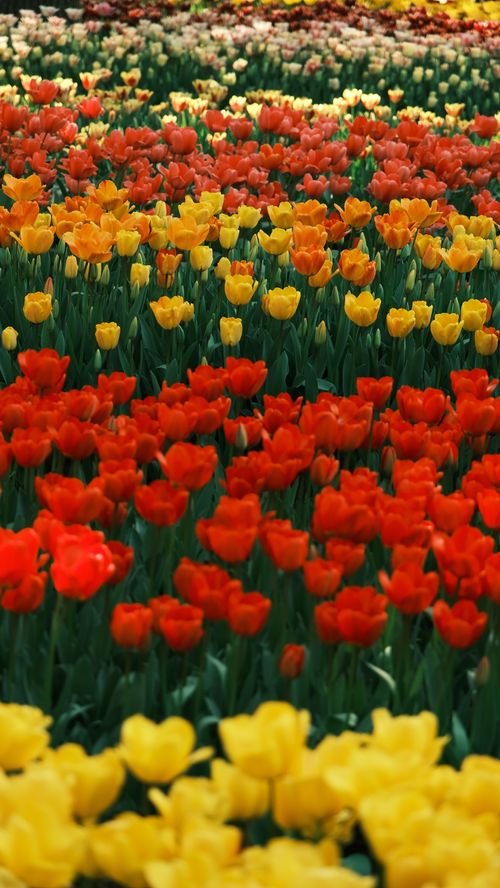 Free A colorful field of red, orange, and yellow tulips in bloom, showcasing nature's beauty. Stock Photo