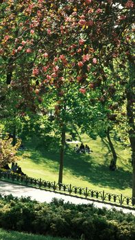 People enjoying a sunny picnic under blooming cherry blossoms on a green hillside.