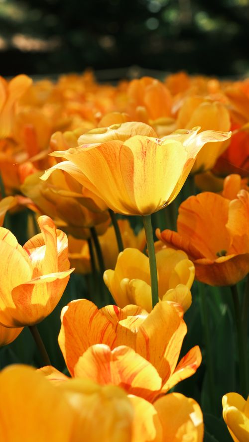 Free Sunny yellow tulips blossoming vibrantly in a spring garden. Stock Photo