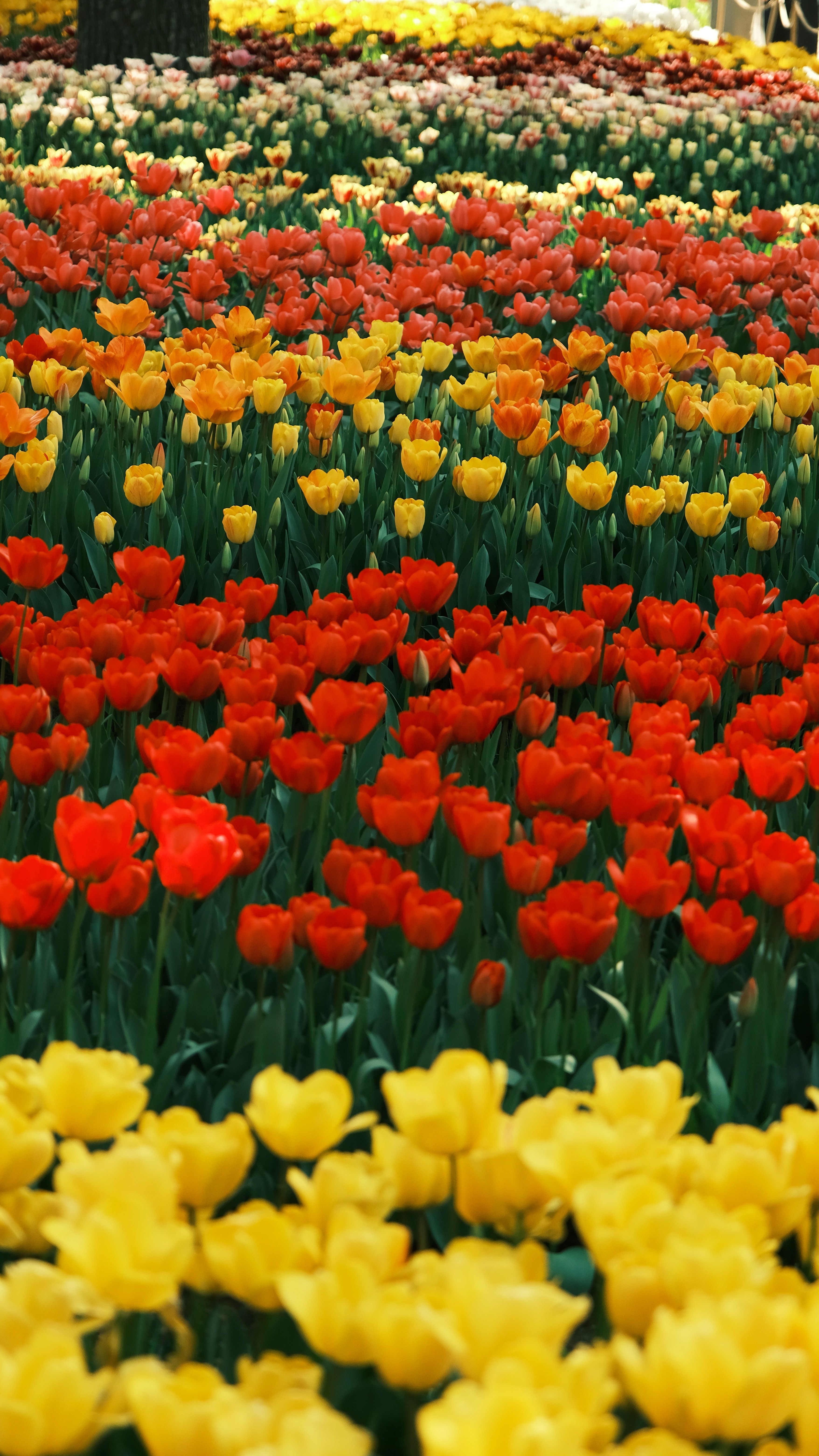 Vibrant Tulip Garden in Full Bloom During Spring · Free Stock Photo