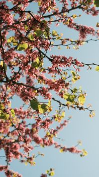 Vibrant cherry blossoms against a clear blue sky embodying the essence of spring.