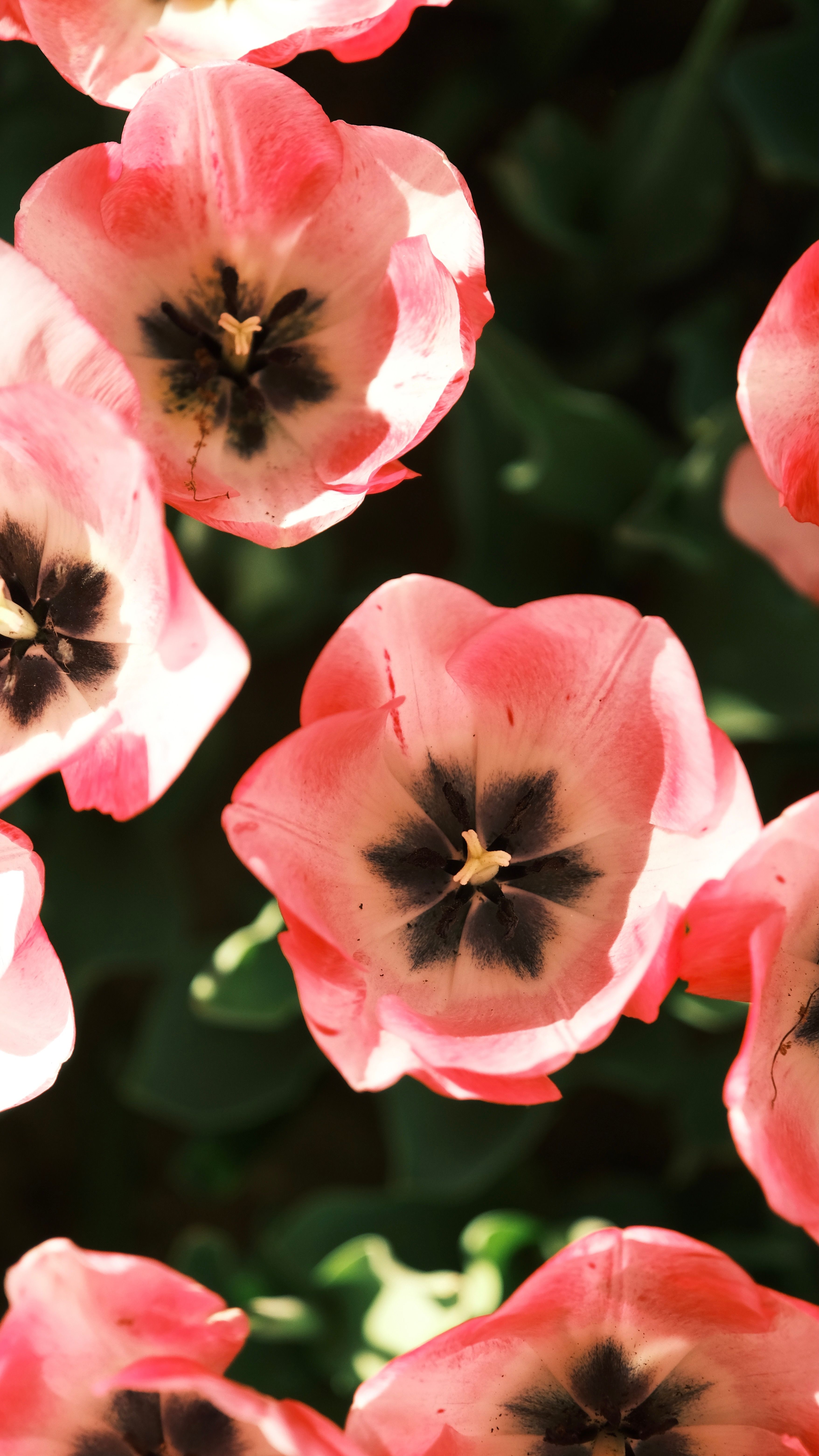 Close-Up of Vibrant Pink Tulips in Bloom · Free Stock Photo