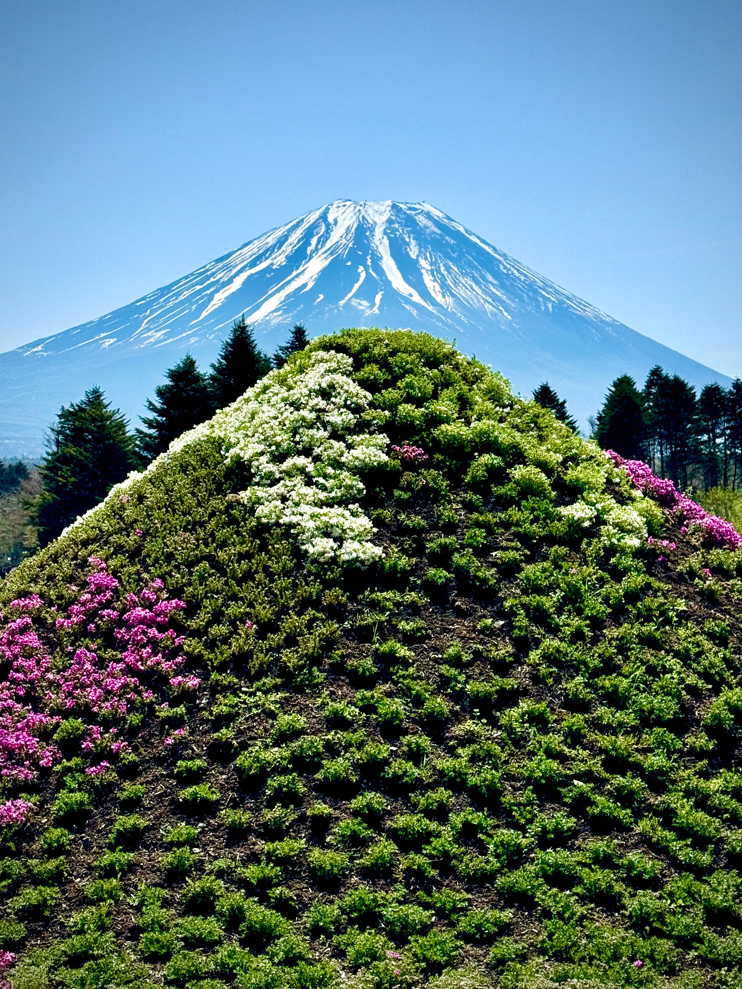 Mount Fuji Spring View with Blooming Garden · Free Stock Photo