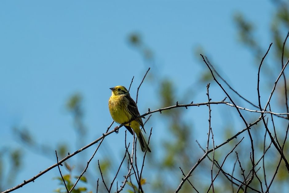 Gatineau woman told her bird feeder could lead to $400 fine