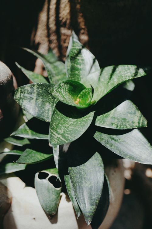 Free A vibrant green succulent plant under natural sunlight, highlighting sharp leaves. Stock Photo