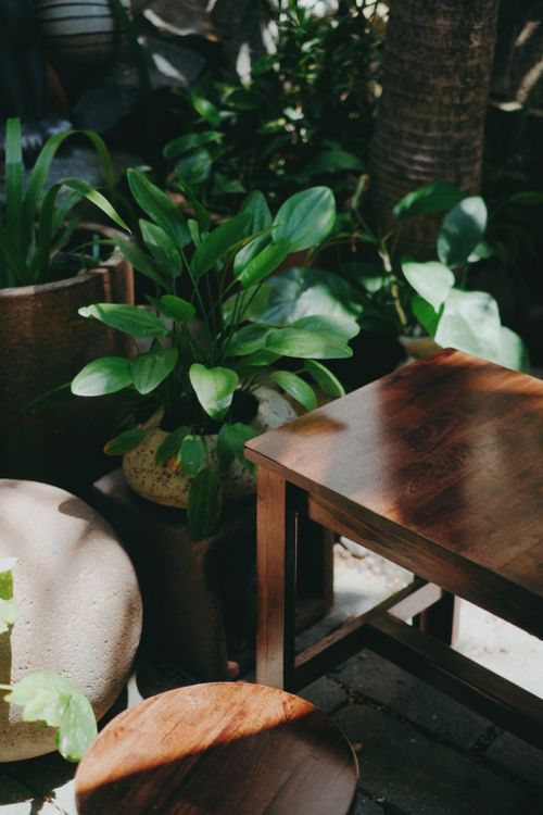 Free Tranquil garden setting with lush green plants and wooden furniture in filtered sunlight. Stock Photo