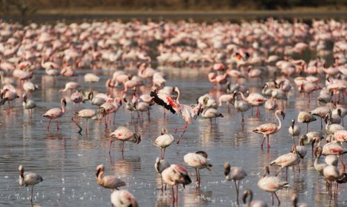 Free A large group of flamingos gather in the wetlands during daytime, creating a stunning visual. Stock Photo