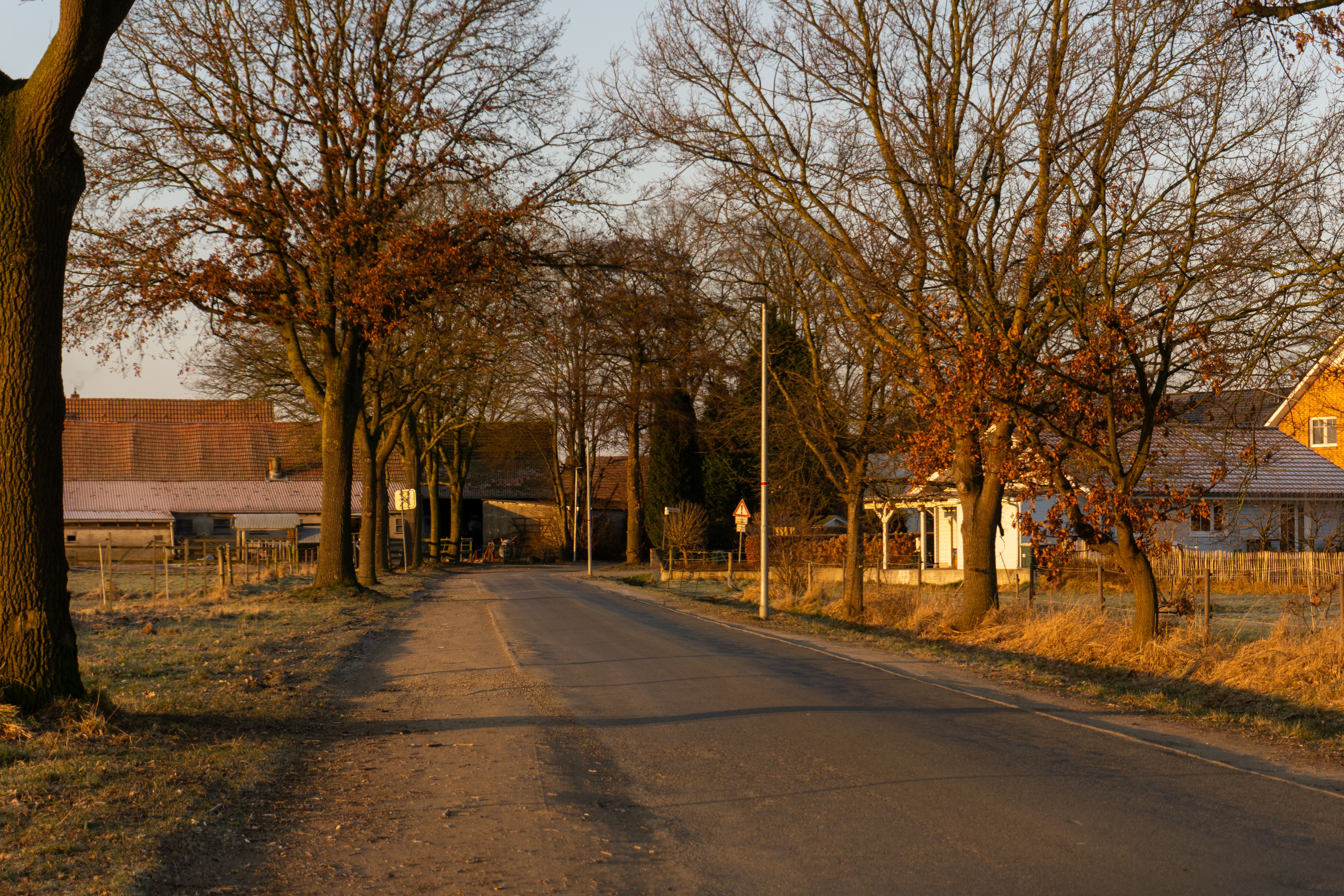 Scenic Rural Road Lined with Trees in Achim, Germany · Free Stock Photo