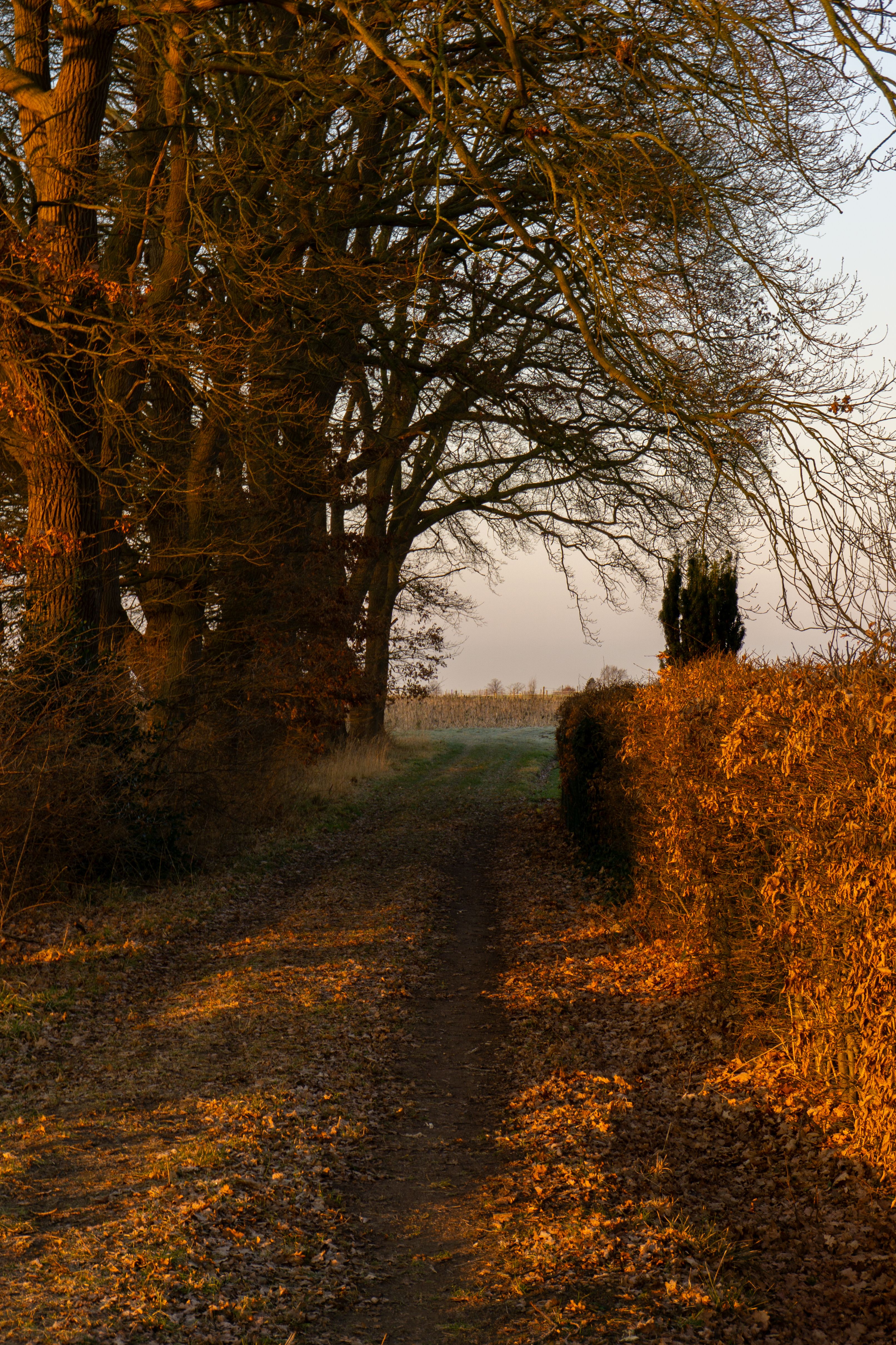 Tranquil Rural Pathway in Autumn Light · Free Stock Photo