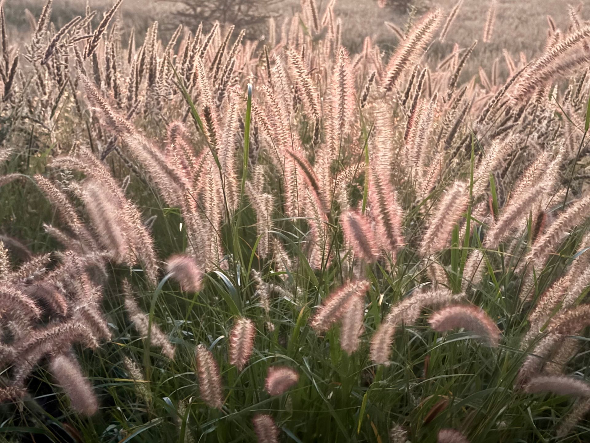 Vibrant fountain grass field illuminated by soft golden sunlight, creating a serene natural scene.