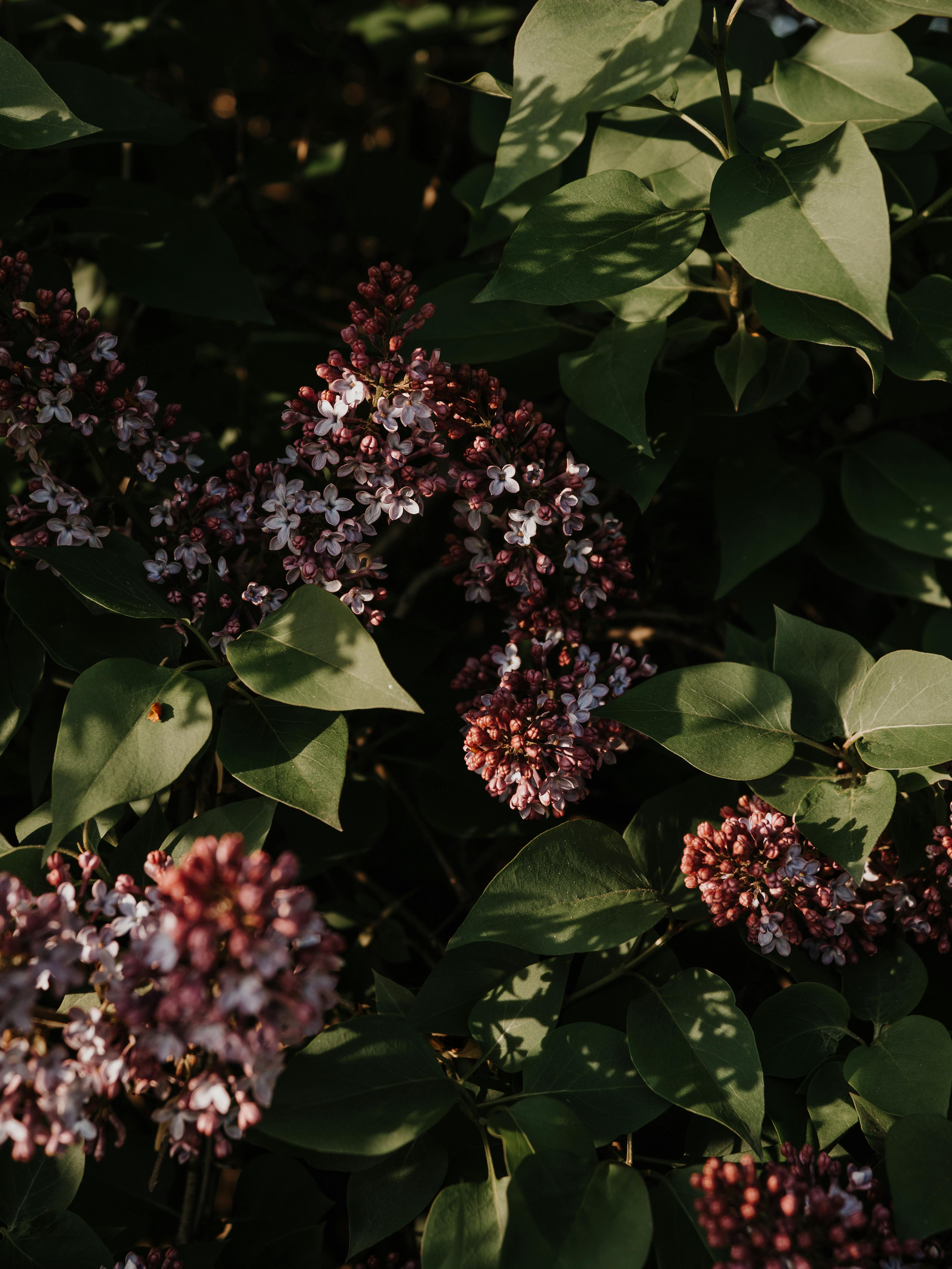 kako sniziti visoki tlak bez lijekova