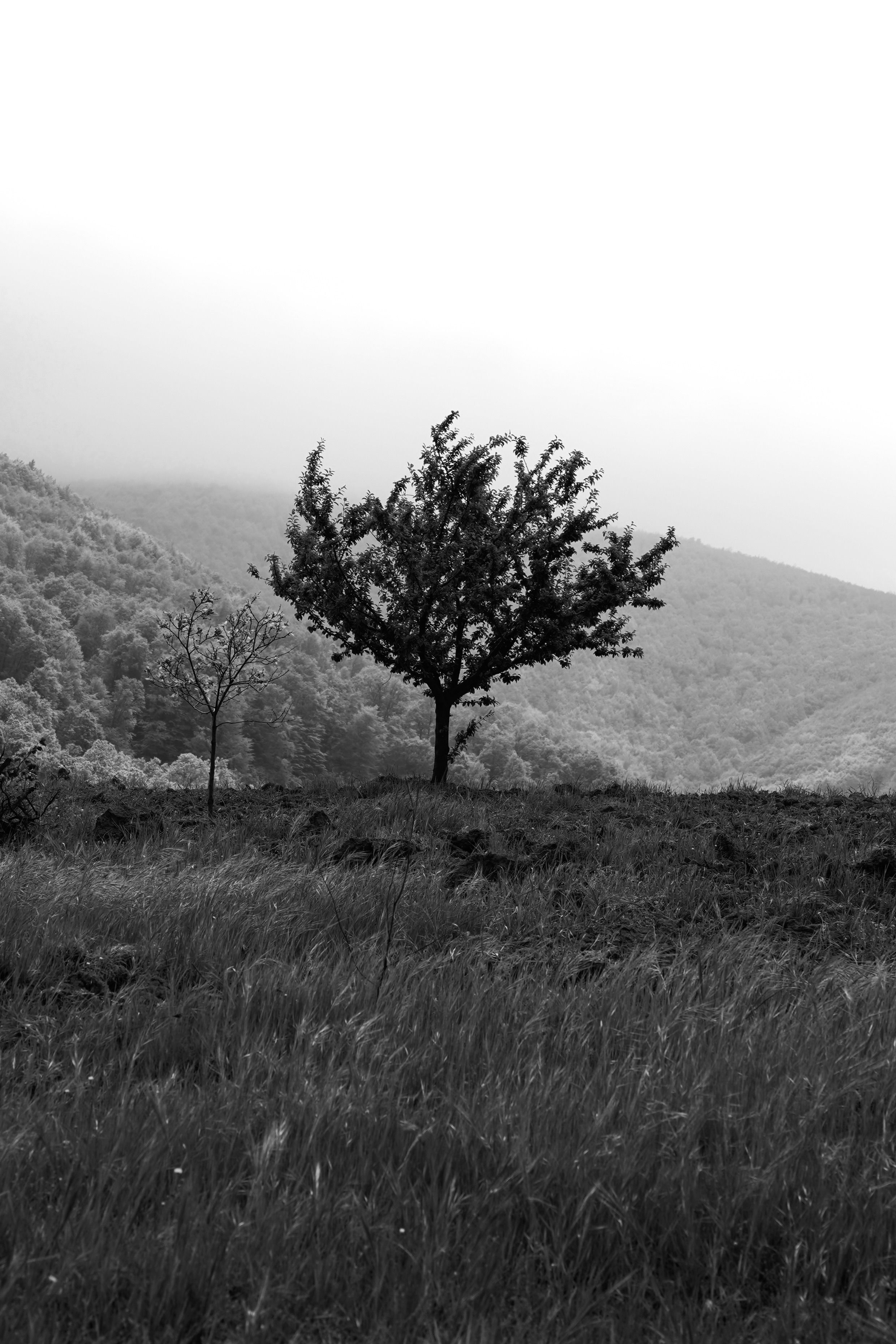 Solitary Tree in Misty Mountain Landscape · Free Stock Photo