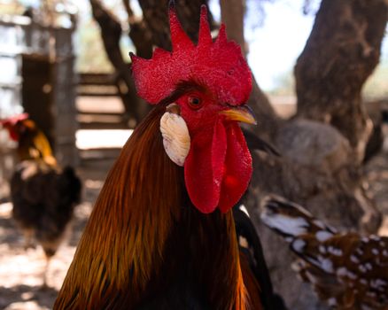 A striking rooster with bright plumage stands outdoors on a Valencia farm. Captured in natural light.