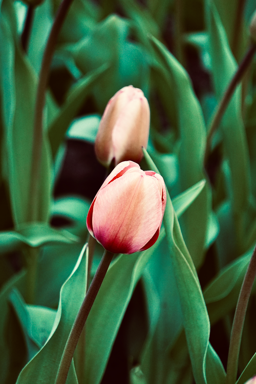 Free Close-up of pink tulips with green leaves, capturing the essence of spring's vibrancy. Stock Photo