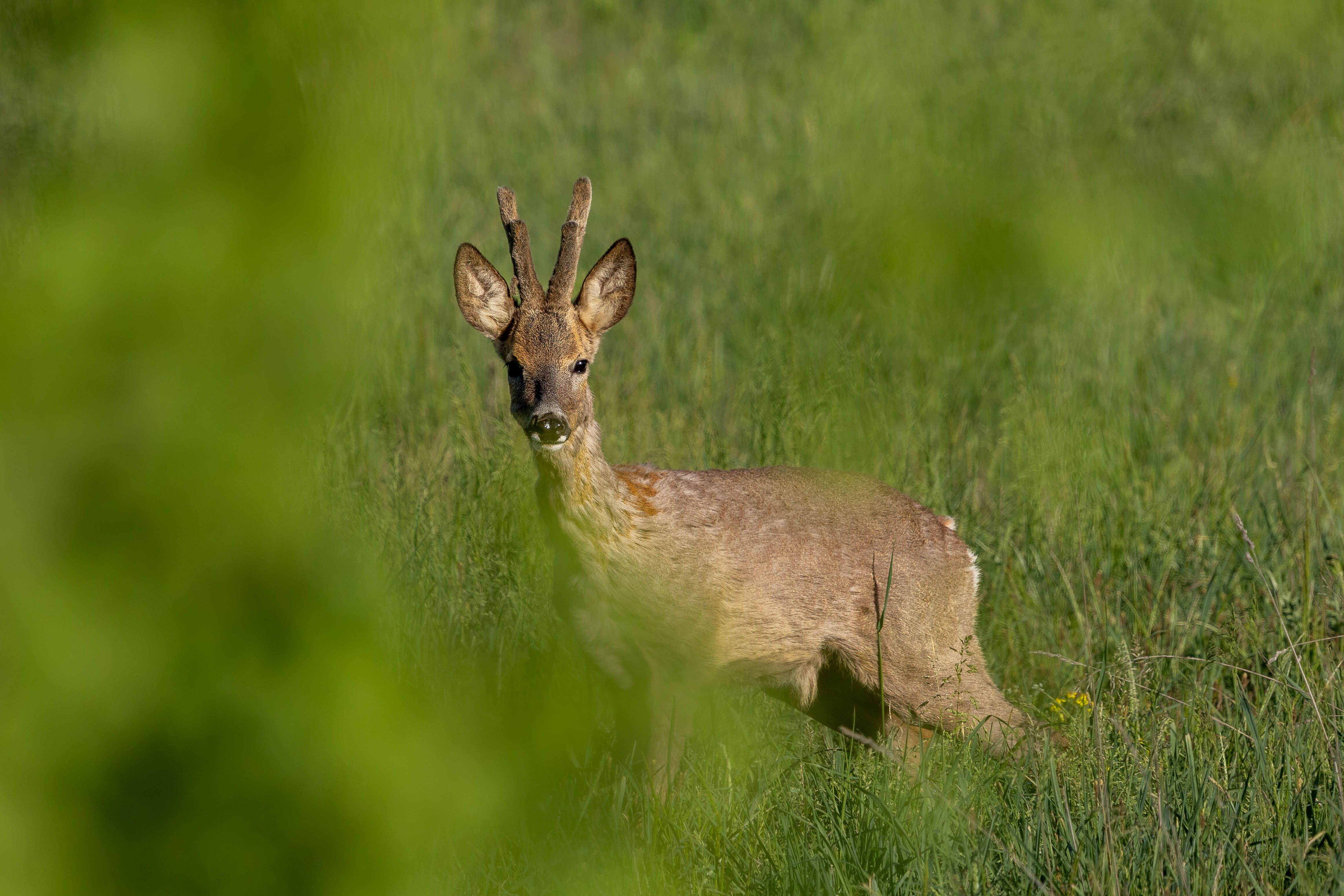 A roe deer spotted amidst vibrant green foliage in an open field, capturing the essence of tranquility.
