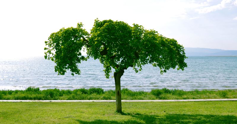 Ignatia Amara 30CH : Comment soulager stress et anxiété naturellement