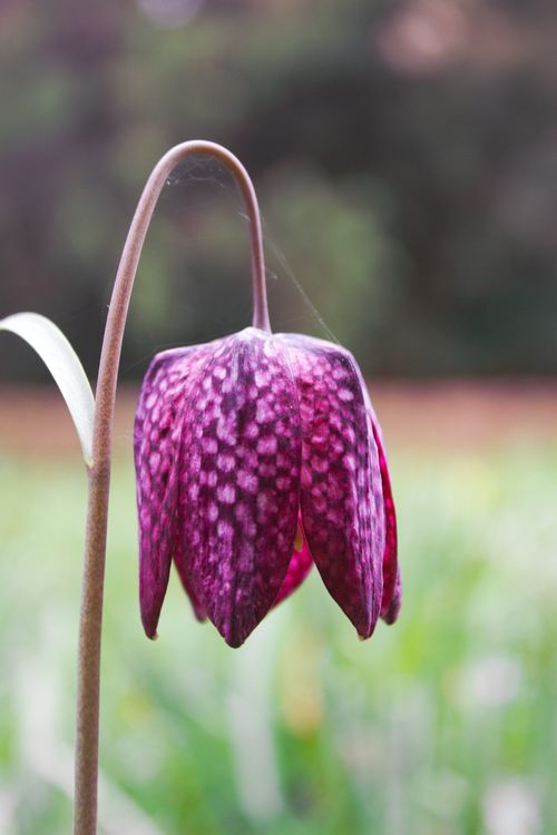 Free Macro shot of a purple Snake's Head Fritillary flower with blurred background. Stock Photo