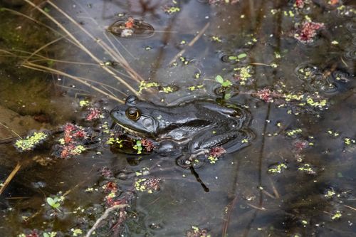 Free Frog in pond surrounded by aquatic plants, captured in natural setting. Stock Photo