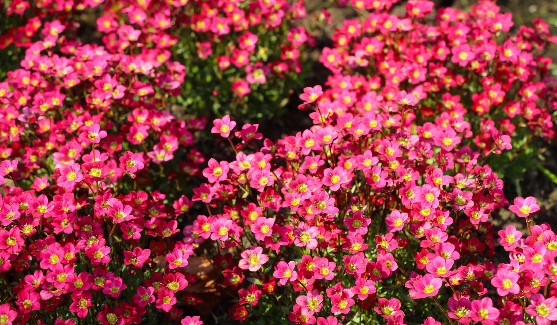 perennial flowers garden
