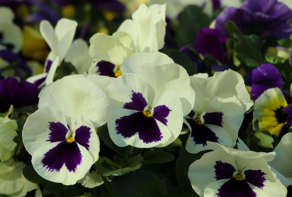 パンジー(Pansy)の花