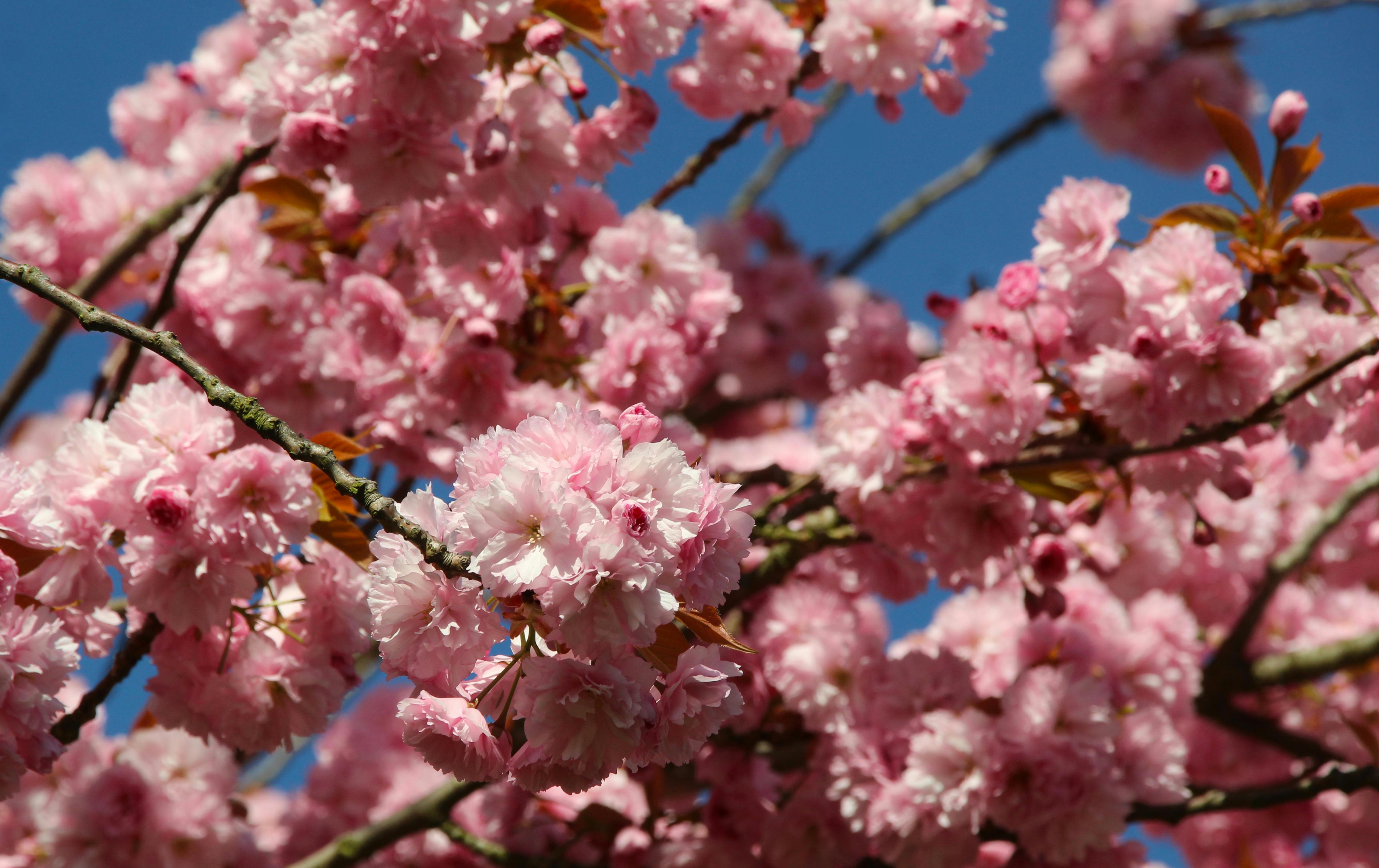 Vibrant cherry blossom branches against a clear blue sky in spring.