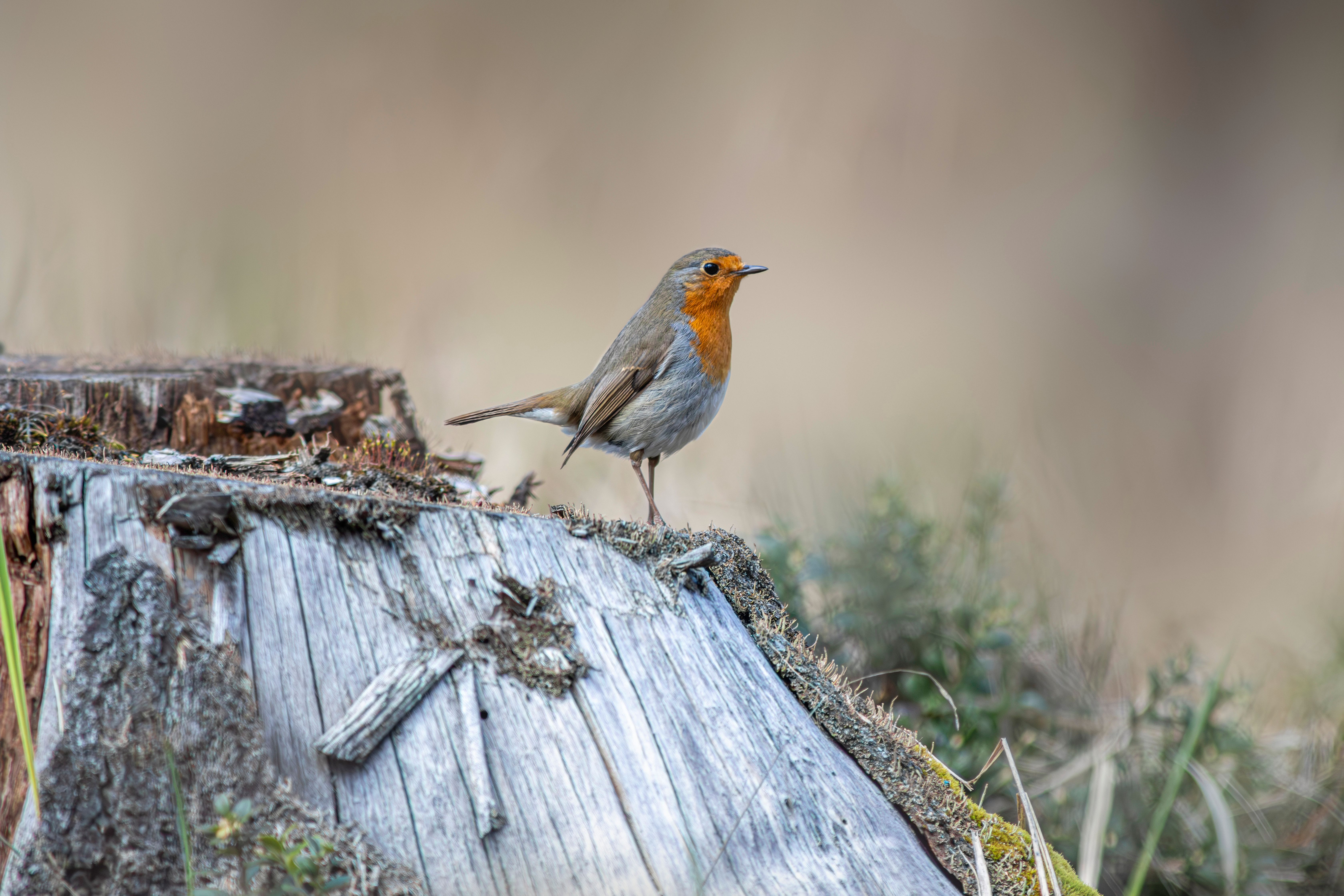 European Robin Perched on Tree Stump in Nature · Free Stock Photo