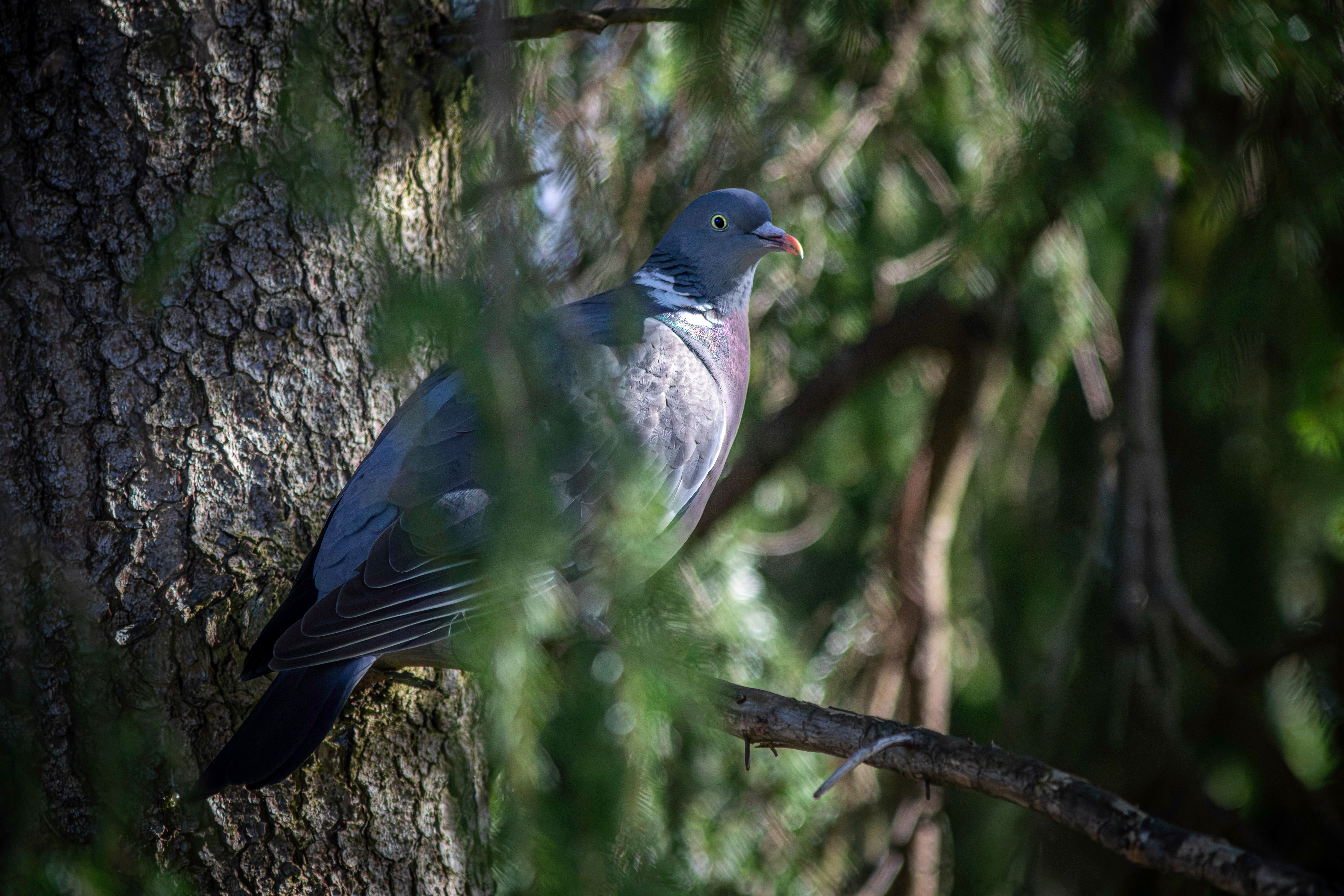 Pigeon ramier : Tout savoir sur cet oiseau