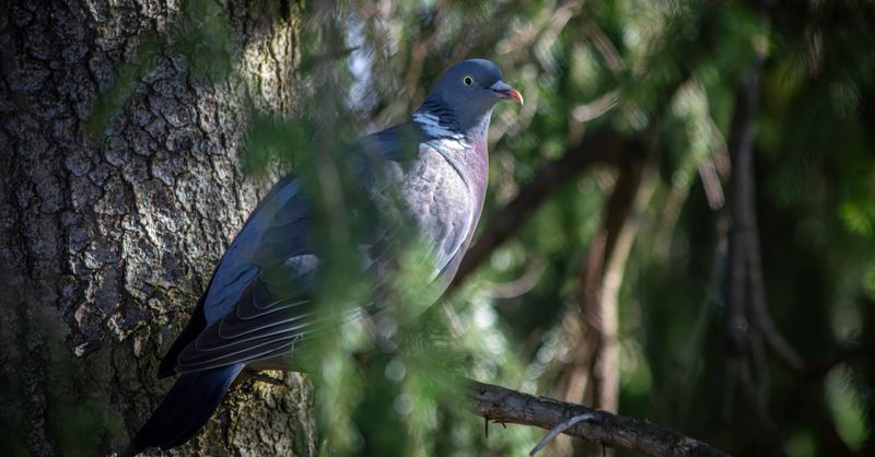 Pigeon ramier : Tout savoir sur cet oiseau