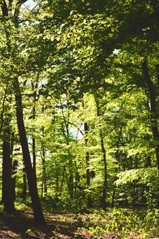 Lush green forest basked in sunlight, captured in Rheda-Wiedenbrück, perfect for nature lovers.
