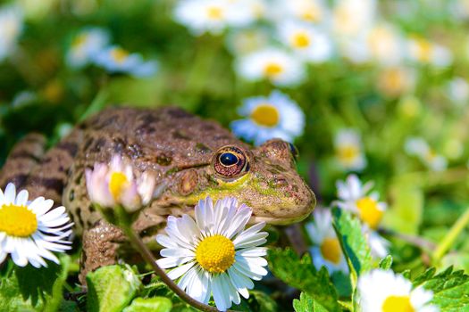 Close-up of a green frog surrounded by blooming camomile flowers in a spring meadow.
