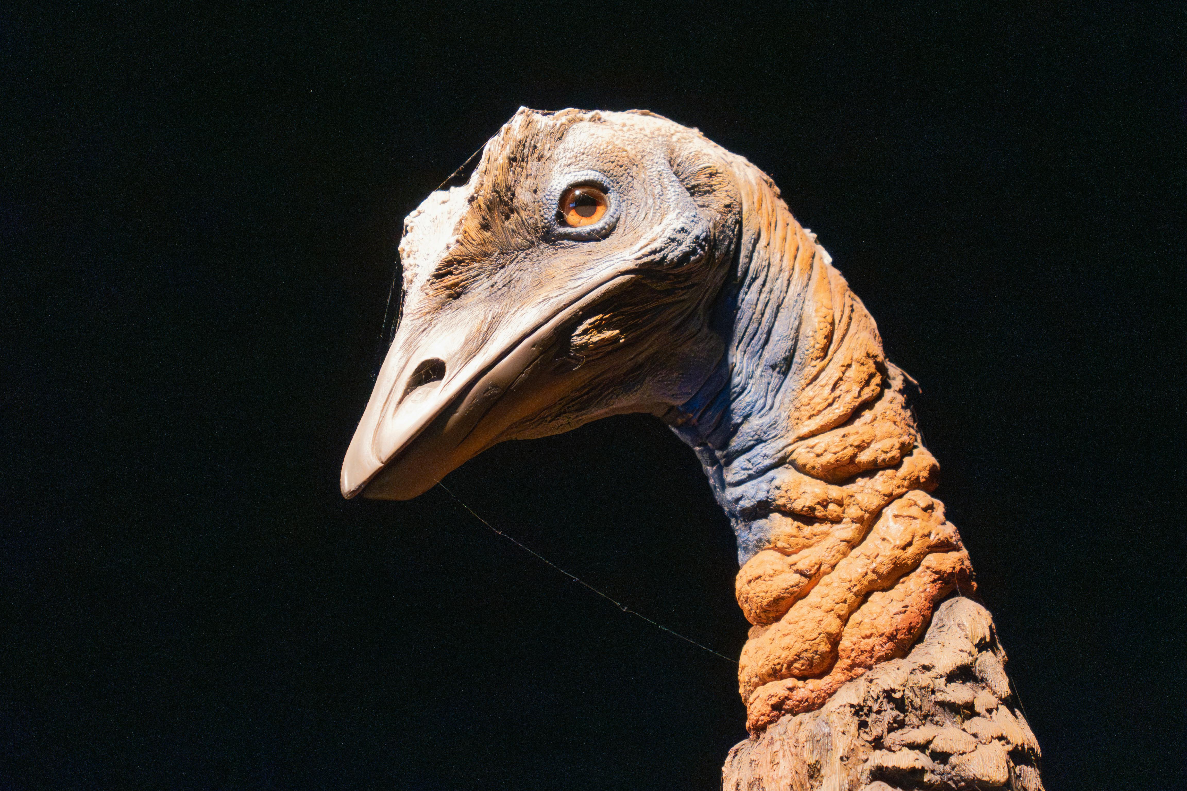 Gratuit Tête de modèle de dinosaure réaliste avec une texture détaillée sur un fond sombre. Photos