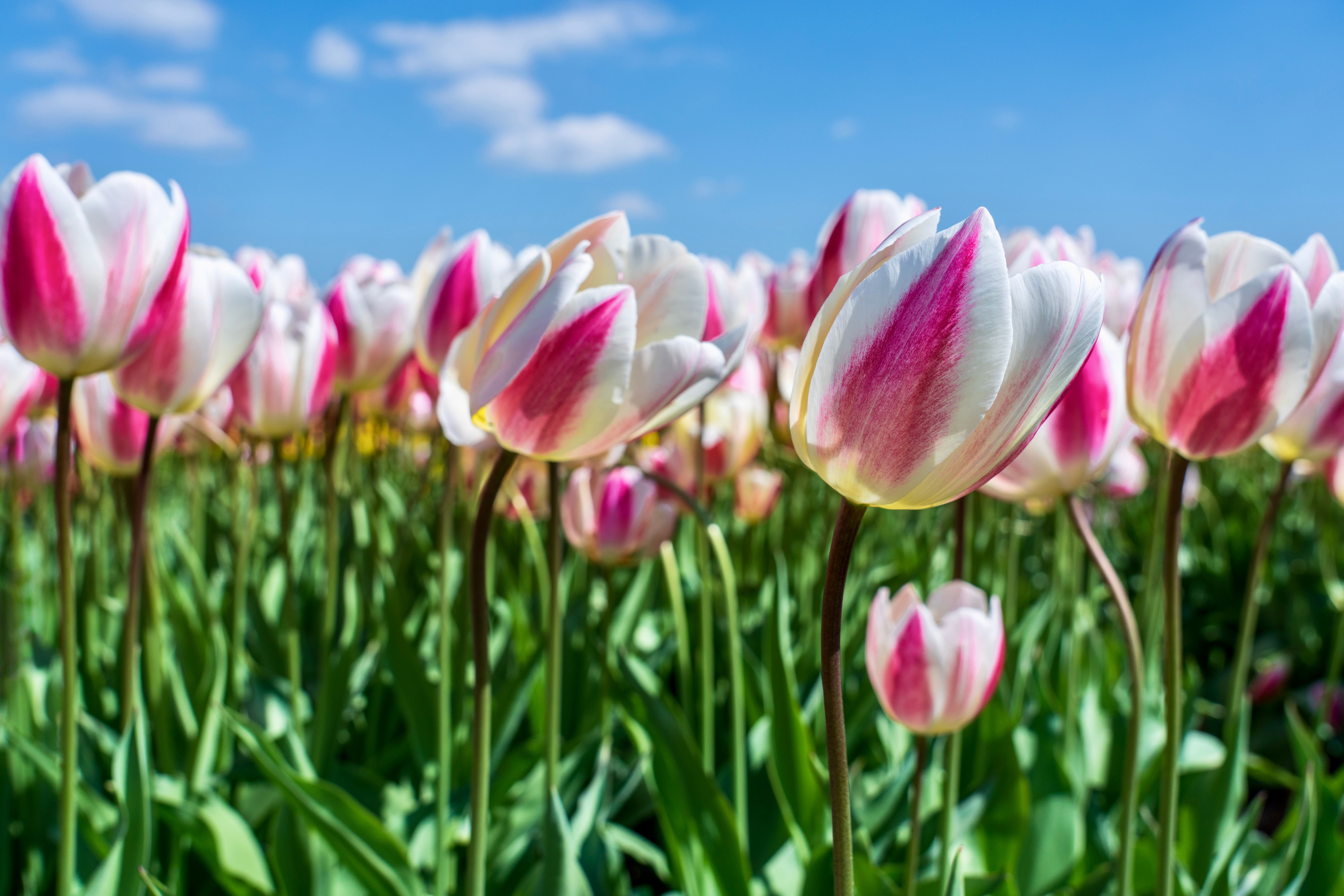 Pink and White Tulips in Bloom under Blue Sky · Free Stock Photo