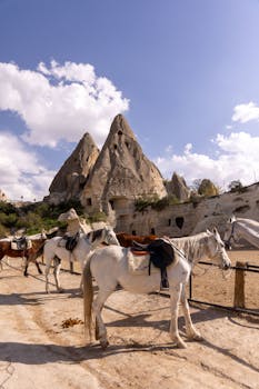 White and brown horses tied in front of Cappadocia's unique rock formations.