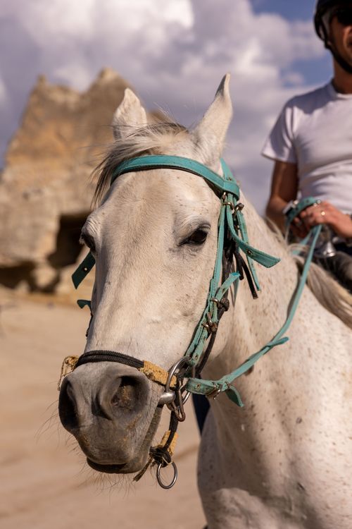 Free Close-up of a white horse with rider, exploring Türkiye's landscapes. Stock Photo