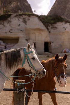 Two horses stand near Cappadocia's unique rock formations in Türkiye.